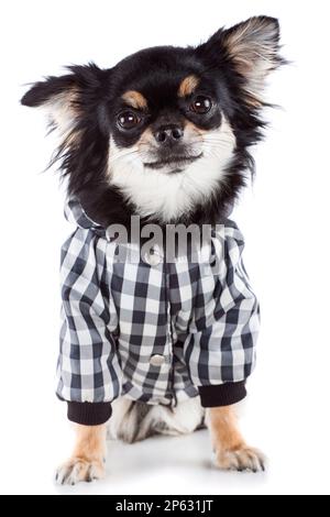 Chihuahua indossando il cappotto invernale isolato sfondo bianco Foto Stock