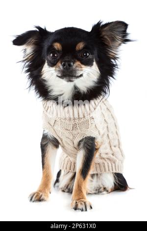 Chihuahua indossando caldo maglione isolato sfondo bianco Foto Stock