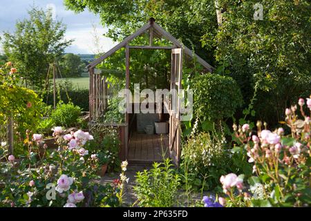 Serra di legno con pavimento in mattoni che coltivano pomodori e una vite dell'uva Foto Stock