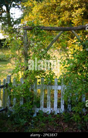 Vecchio cancello del giardino incorniciato da arco di legno con clematis che clambering sopra la parte superiore Foto Stock