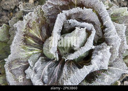 Rosetta di cavolo ghiacciata in giardino cucina d'inverno Foto Stock