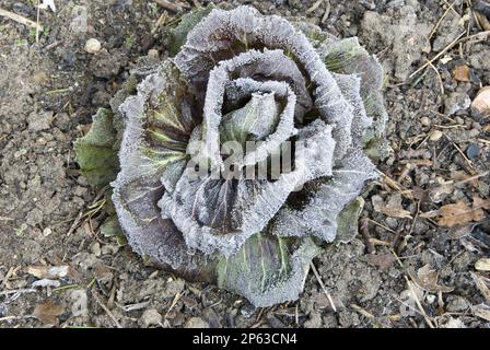 Rosetta di cavolo ghiacciata in giardino cucina d'inverno Foto Stock