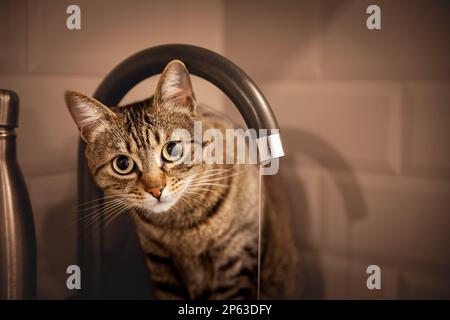 Immagine di un gatto domestico, tabby, che guarda curioso mentre beve acqua da un rubinetto in una cucina. Foto Stock