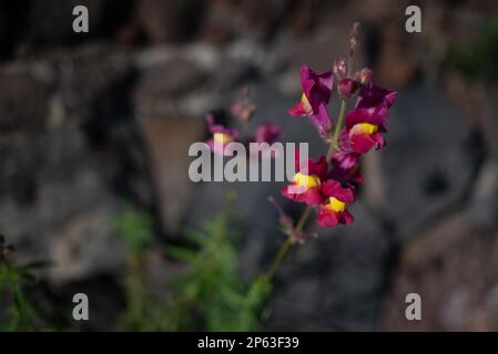 Principalmente sfocato rosso viola e fiori gialli closeup Foto Stock