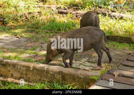 Maiale al beared (Sus barbatus barbatus) che si nutre sul prato del parco nazionale di Bako. Borneo, Malesia. Foto Stock