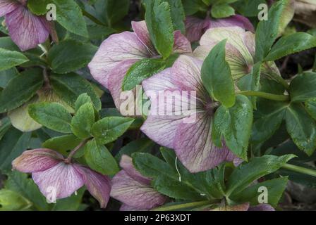 fiori viola ellebore e verde foglie primavera giardino di campagna Foto Stock