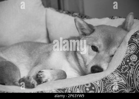 Shiba Inu rilassarsi nel loro letto Foto Stock