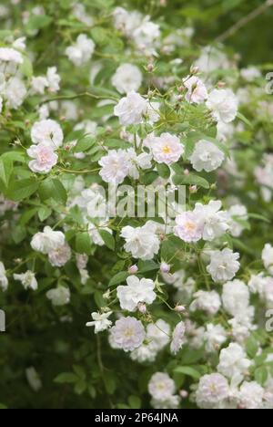 Rosa 'Himalayan Musk Paul' bianco e rosa pallido grappolo rose clambering Foto Stock