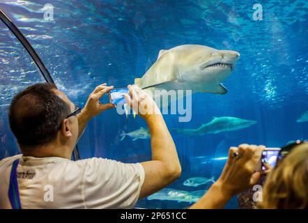 Squalo, tunnel sottomarino in un acquario, L'Aquarium, Moll d'Espana, Barcellona, in Catalogna, Spagna Foto Stock