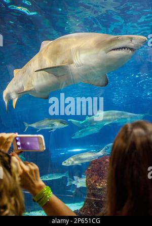 Squalo, tunnel sottomarino in un acquario, L'Aquarium, Moll d'Espana, Barcellona, in Catalogna, Spagna Foto Stock