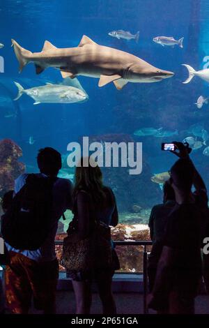 Squalo in un acquario, L'Aquarium, Moll d'Espana, Barcellona, in Catalogna, Spagna Foto Stock