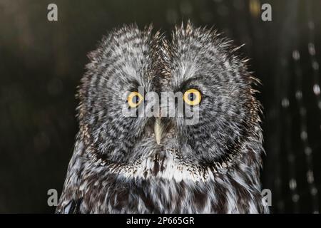 Adulto captive grande gufo grigio (Strix nebulosa), Alaska Raptor Center a Sitka, Alaska sudorientale, Stati Uniti d'America, Nord America Foto Stock