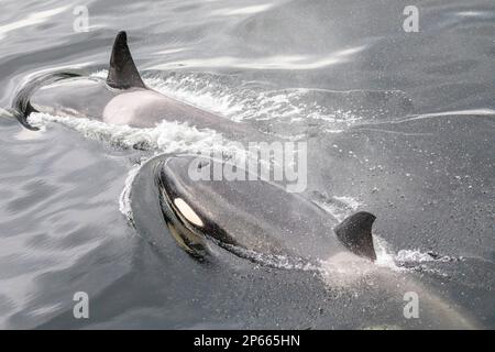 Un piccolo baccello di balena killer (Orcinus orca), che si affaccia sul canale di Behm, Alaska sudorientale, Stati Uniti d'America, Nord America Foto Stock