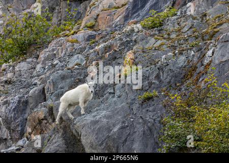 Capra di montagna adulto (Oreamnos americanus), a South Sawyer Glacier a Tracy Arm, nel sud-est dell'Alaska, Stati Uniti d'America, Nord America Foto Stock