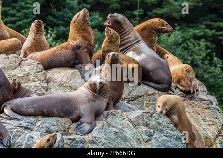 Leoni marini di Steller (Eumetopias jubatus), tirati fuori sulle rocce nelle isole Inian nell'Alaska sudorientale, Stati Uniti d'America, Nord America Foto Stock