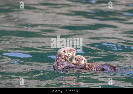 Lontre madre e cucciolo (Enidra lutris), rafting nel kelp nelle Isole Inian, Alaska sudorientale, Stati Uniti d'America, Nord America Foto Stock