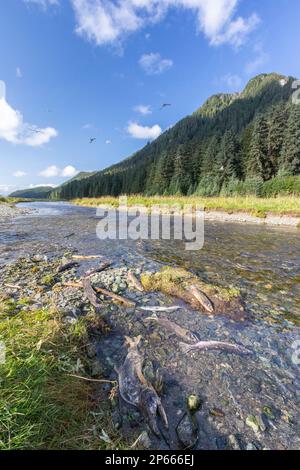 Salmone rosa adulto (Oncorhynchus gorbuscha), riproduzione a Port Althorp, Chichagof, Alaska sudorientale, Stati Uniti d'America, Nord America Foto Stock