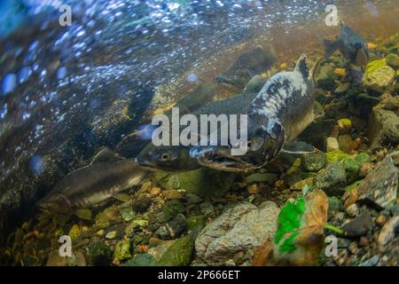 Salmone rosa adulto (Oncorhynchus gorbuscha), che si rifà a Fox Creek, Chichagof Island, Alaska sudorientale, Stati Uniti d'America, Nord America Foto Stock