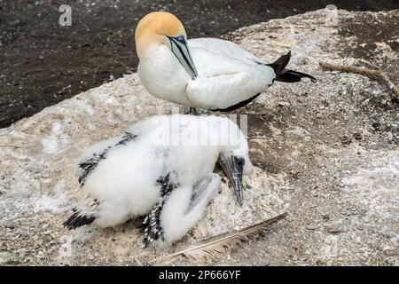 Una gannetta Australasiana (serratore Morus) con un pulcino nel nido grezzo fotografato nel selvaggio a Muriwai, isola del nord, Nuova Zelanda Foto Stock