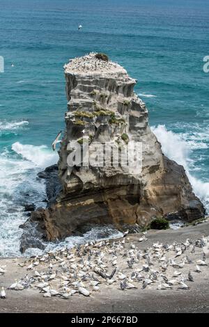 Gannet australasiani (morus serratorr) presso la colonia di Gannet di Muriwai, nell'isola settentrionale, Nuova Zelanda Foto Stock