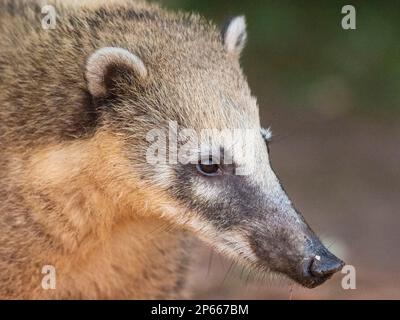 Donna adulta sudamericana coati (Nasua nasua), cascate di Iguazu, provincia di Misiones, Argentina, Sud America Foto Stock