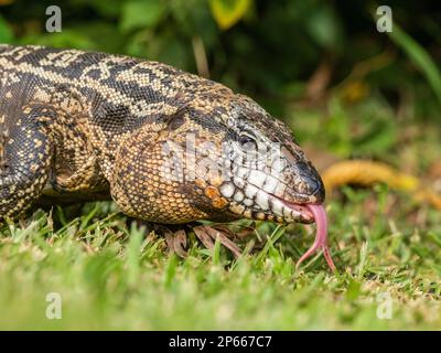 Un tegu bianco e nero argentino adulto (Salvator merianae), cascate di Iguazu, patrimonio dell'umanità dell'UNESCO, provincia di Misiones, Argentina, Sud America Foto Stock