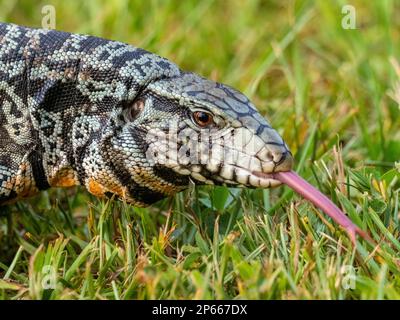 Un tegu bianco e nero argentino adulto (Salvator merianae), cascate di Iguazu, patrimonio dell'umanità dell'UNESCO, provincia di Misiones, Argentina, Sud America Foto Stock