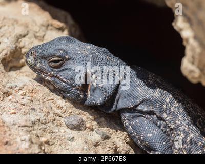 Common chuckwalla (Sauromalus ater), crogiolandosi al sole nel Red Rock Canyon state Park, California, Stati Uniti d'America, Nord America Foto Stock