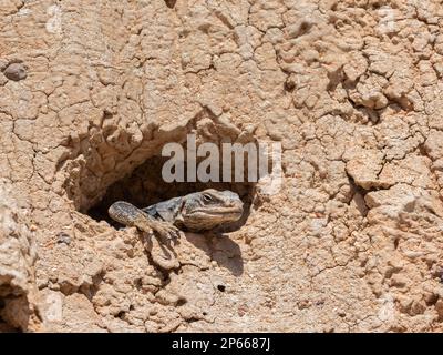 Chuckwalla comune (Sauromalus ater) crogiolandosi al sole nel Red Rock Canyon state Park, California, Stati Uniti d'America, Nord America Foto Stock