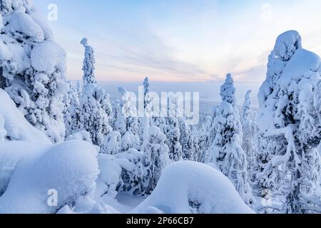 Foresta innevata congelata in inverno, Parco Nazionale di Oulanka, Ruka Kuusamo, Lapponia, Finlandia, Europa Foto Stock