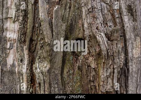 Primo piano di un albero spesso spezzato sullo sfondo del cielo con le nuvole. L'albero era già deputrito ed era coperto di lichene. Foto Stock