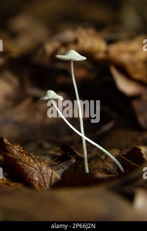 Fungo Micena galopus cresce sul muschio verde nella foresta. Foto Stock