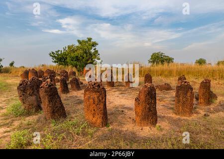 Circoli di pietra senegambiani, patrimonio dell'umanità dell'UNESCO, Wassu, Gambia, Africa occidentale, Africa Foto Stock