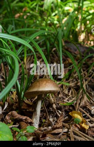 Funghi commestibili Leccinum pseudoscabrum in foresta decidua. Noto come Hazel Bolete. Funghi selvatici che crescono nelle foglie. Foto Stock