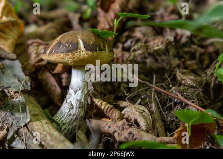 Funghi commestibili Leccinum pseudoscabrum in foresta decidua. Noto come Hazel Bolete. Funghi selvatici che crescono nelle foglie. Foto Stock