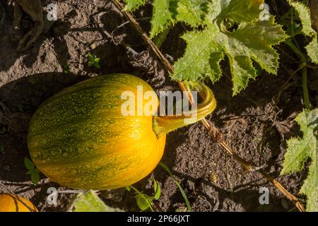 Zucca Buttercup - zucca verde dolce nel giardino, fattoria. Zucca pianta il giardino. Foto Stock