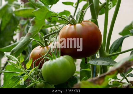 Un mazzo di pomodori verdi su un cespuglio. I pomodori maturano in giardino. Bush con pomodori verdi. Un sacco di pomodori sul cespuglio. Foto Stock