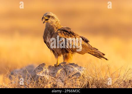 Black Kite (Milvus migrans) Calling, Toledo, Castilla-la Mancha, Spagna, Europa Foto Stock