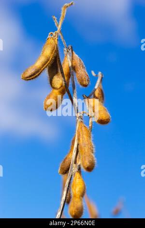 baccelli di soia maturi sul campo agricolo pronti per la raccolta e cielo come sfondo. Foto con messa a fuoco selettiva e spazio di copia. Foto Stock