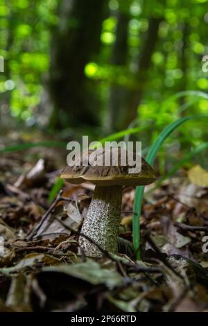 Funghi commestibili Leccinum pseudoscabrum in foresta decidua. Noto come Hazel Bolete. Funghi selvatici che crescono nelle foglie. Foto Stock