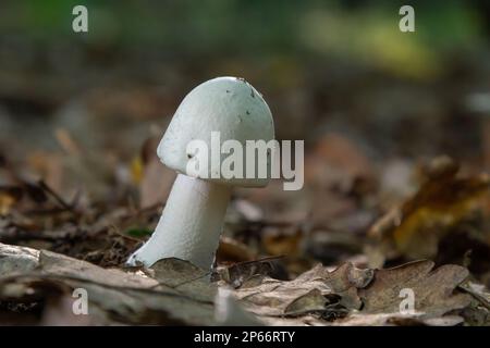 Funghi bianchi velenosi mortali Amanita virosa anche conosciuto come angelo distruttore. Giovani corpi fruttiferi a forma di uovo che presentano tappi conici, velo intorno allo stelo. M Foto Stock