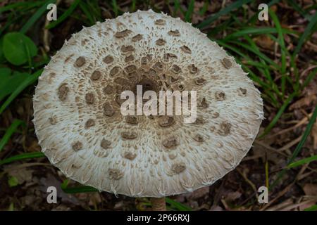Cappello di fungo di parasolo macrolepiota procera con originale disegno di scale marroni a cerchi, sullo sfondo di foglie scure e asciutte che mettono in risalto l'argento Foto Stock