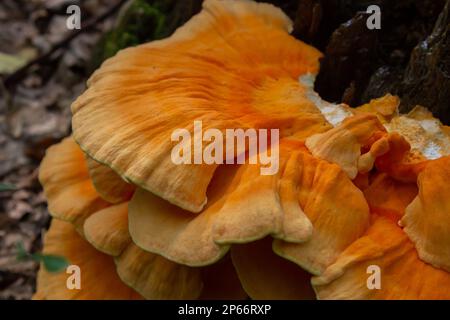 Macro Fotografia primo piano del fungo arancio staffa noto anche come granchio dei boschi o pollo dei boschi Laetiporus Sulphureus crescita su albero. Foto Stock