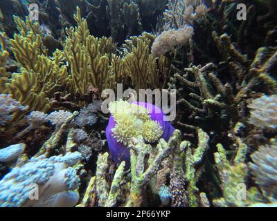 Idilliaca ripresa di una barriera corallina, focalizzare un corallo viola morbido. Foto Stock