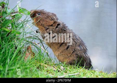 Water Vole (Arvicola terrestris) che si nutrono di dolce di carne sulla riva del canale di Cromford, Derbyshire, Inghilterra, aprile Foto Stock