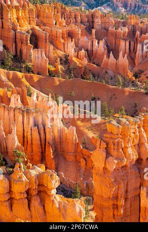 Dettaglio di hoodoos e alberi, Sunset Point, Bryce Canyon National Park, Utah, Stati Uniti d'America, Nord America Foto Stock