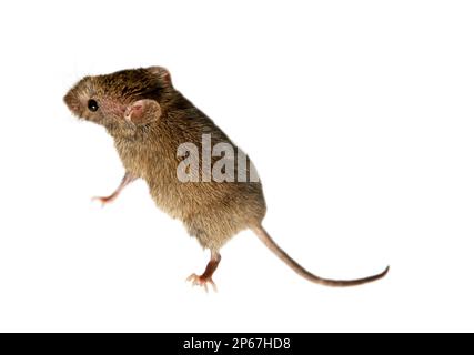 I topi svizzeri (casa) (Mus musculus) accompagnano costantemente gli esseri umani (sinantropi) e parassitari: Mangiare grano in storages, prodotti. Non è possib Foto Stock