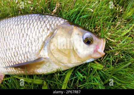 Un trofeo invidiabile di un pescatore con una canna da pesca in un fiume del Nord Europa. IDE, Nerfling (Leuciscus idu) più di 1,5 kg. La lente fisheye i Foto Stock