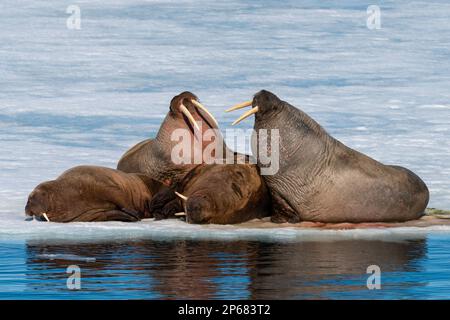 Waltruses (Odobenus rosmareus) che riposa su ghiaccio, Brepollen, Spitsbergen, Isole Svalbard, Artico, Norvegia, Europa Foto Stock