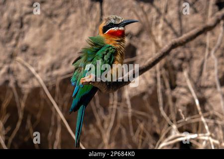 Bee-eater (Merops bullockoides) con facciata bianca, appollaiato su un ramo, Chobe National Park, Botswana, Africa Foto Stock